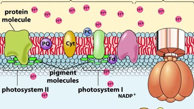 Photo-phosphorylation p1