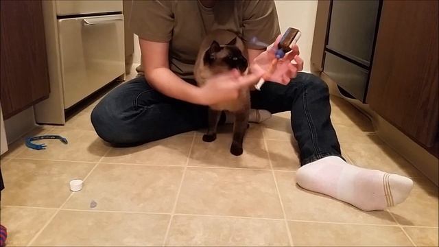 How to Give a Cat Liquid Medicine!
