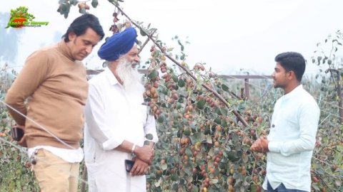 Kashmiri Apple Ber की खेती से पहले साल 13 लाख रुपए की कमाई