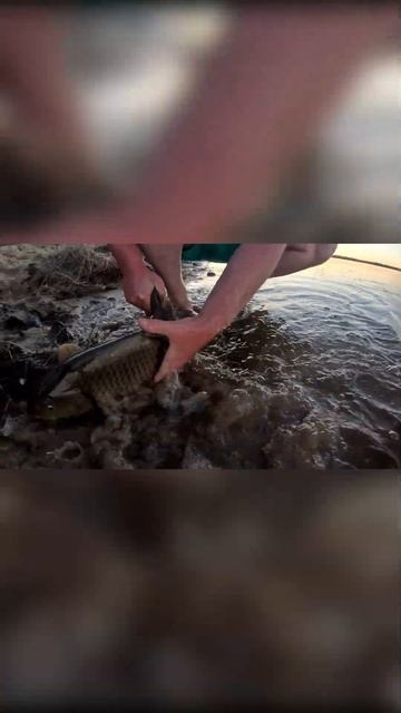 Отпускаем Царя  #копико #fishing #рыбалка #благовещенск#сазан