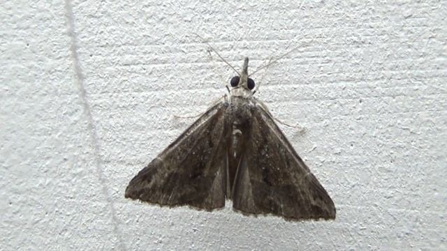 Genus Hypena Moth