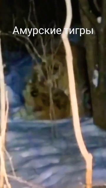 Амурские тигры в Приморском крае #shortsvideo #shortvideo #амурскаяобласть #амурскийтигр