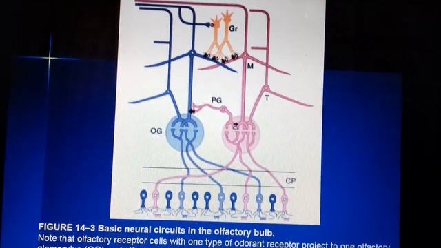 Olfaction & Taste part 1