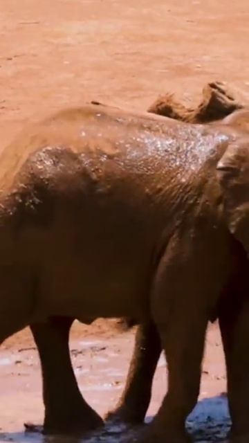 baby elephant #shorts