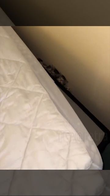 Девушка показала, как на самом деле выглядят клопы, живущие в ваших матрасах