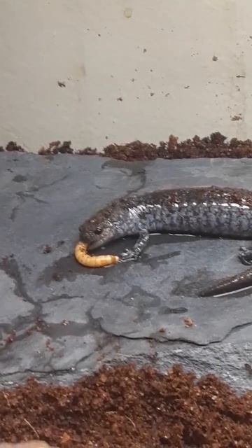my salamander eats a mealworm