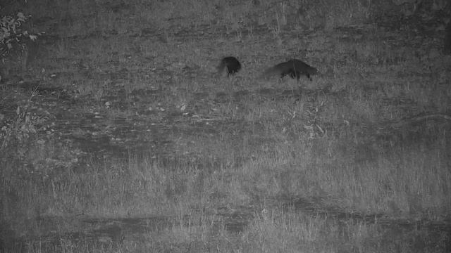 Djuma: Two White-tailed Mongoose - 19:46 - 05/30/19