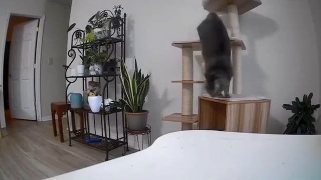 Кот в доме за старшего