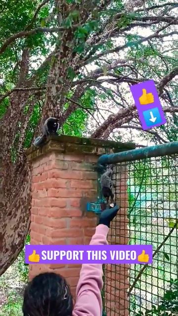 MINI MONKEY SMART AND FAST TAKING... 🍌🐒🐒🐒🍌 #monkey #nature #cute #easy #share #wildlife #बंदर