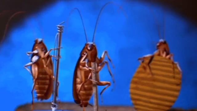 Guns N' Roaches perform Jolene by Dolly Parton