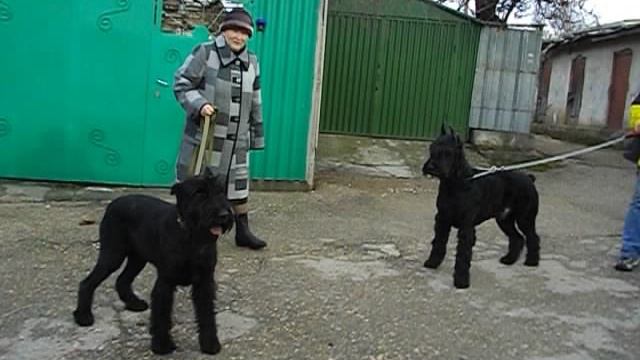 Роман-Кош Баттерфляй Сильвер Вейф 6 лет с братом Батыем. Движения. Разборка