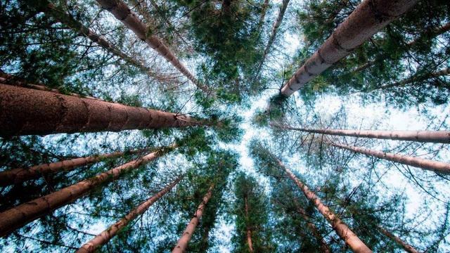 Песня Сергея Ларина «Духом вознесённые»