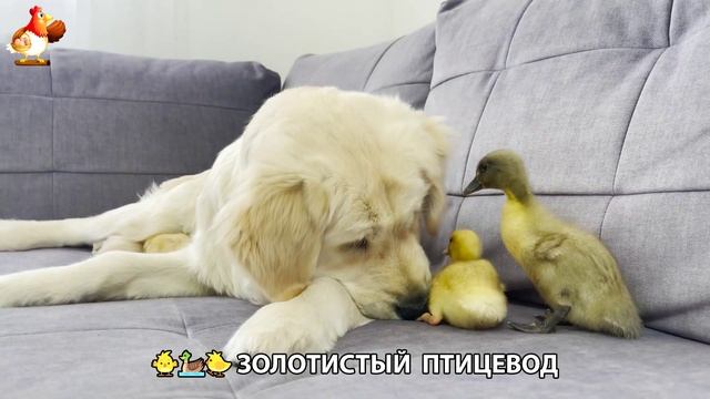 Щенок с цыплятами и утятами 🐤🦆🐶 Золотистый ретривер птицевод ❣️🥰😂 (15)