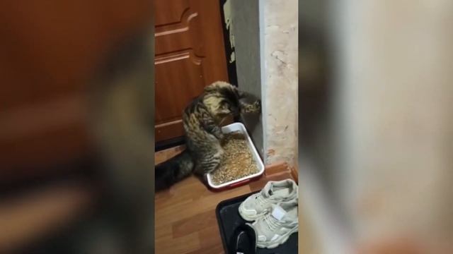 УНИКАЛЬНОЕ ИЗОБРАЖЕНИЕ КОТА | ПРИКОЛЫ ИЗ ТИКТОК | 20.07.22
