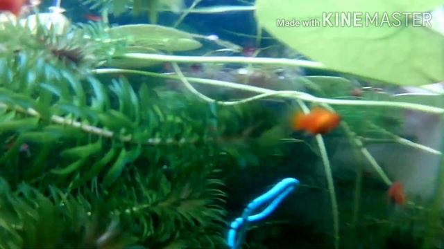 Underwater Action camera test | with my Fish Tank | EKEN 4k H9R | Guppy & Platy