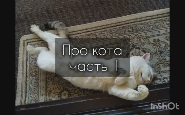 Про кота часть 1