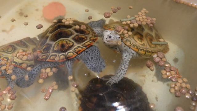 Easily Keep Your Turtle Tank CLEAN!