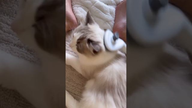 Подборка весёлых котиков