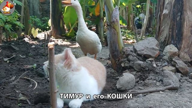 Пекинский селезень Тимур и его кошки 🥰 серия (34)