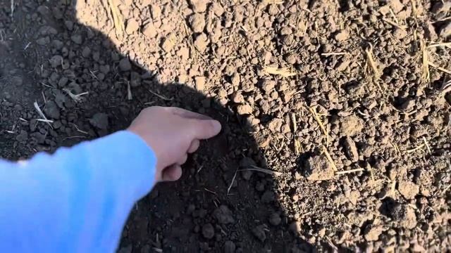 Сев озимых урожая 2025.