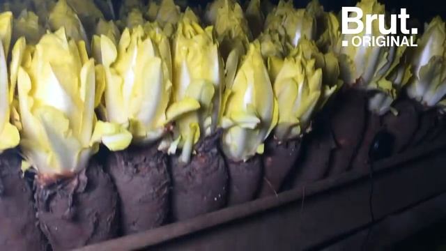 La Caverne : une ferme dans les sous-sols parisiens