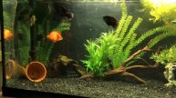 75 gallon fish tank 2.0