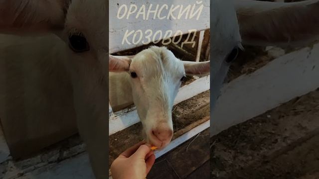 Про тыкву. 3 серия.