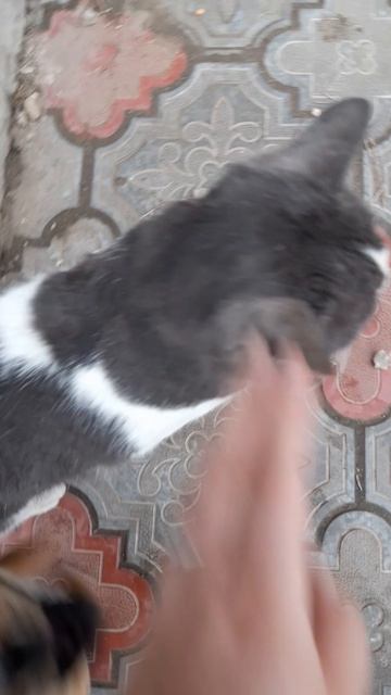Лютый кусака.mp4