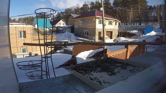10 минут удовольствия/Два щегла, короткий релакс