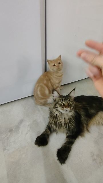 😸День начинается не с кофе 😼