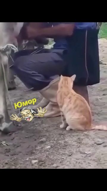 Кошачий рай