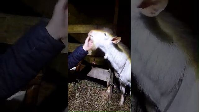 05.01.25 контактный козоопарк