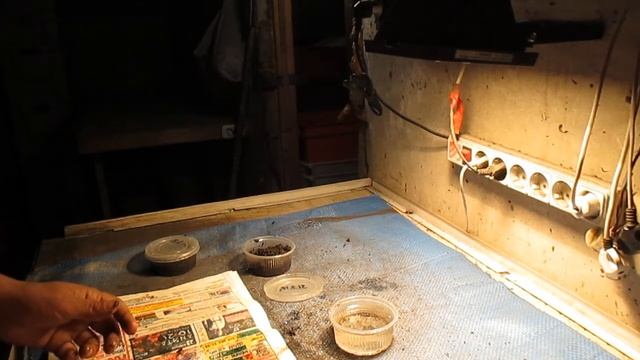Сколько проживёт червь.  3 часть .