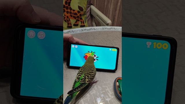 Попугай Джек играет в телефон