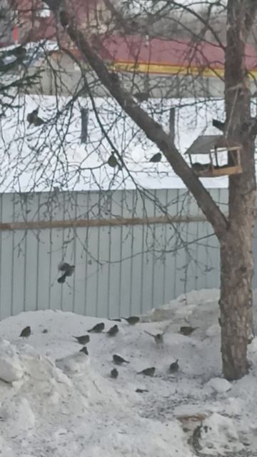 Пир горой в ресторане "Залетайка".