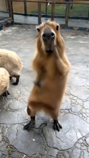 Капибара