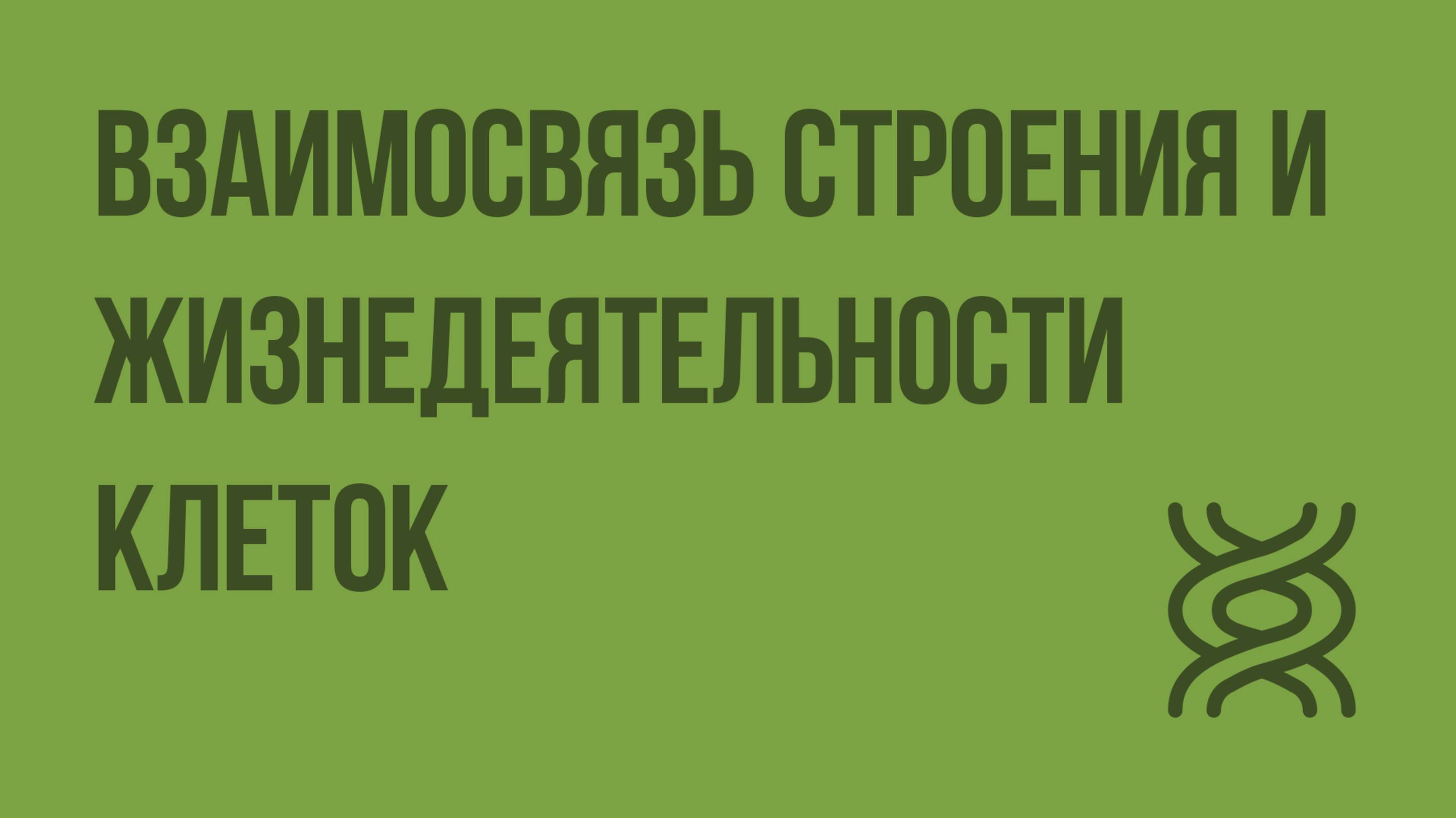Взаимосвязь строения и жизнедеятельности клеток. Видеоурок по биологии 10 класс