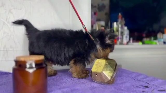 VID_20250127141036.mp4