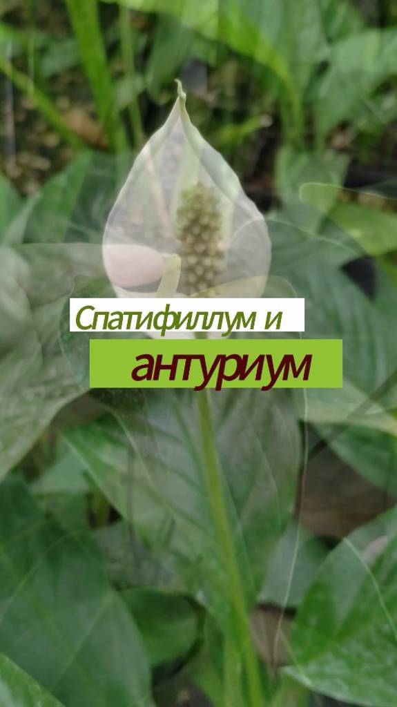 Спатифиллум и антуриум - разница в посадке и уходе #спатифиллум #антуриум