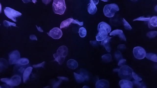 Hong Kong Ocean Park Jelly Fish