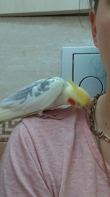 #корелла играет с цепочкой #попугай #ручнойпопугай #попугайиграет #parrot #corella #birds