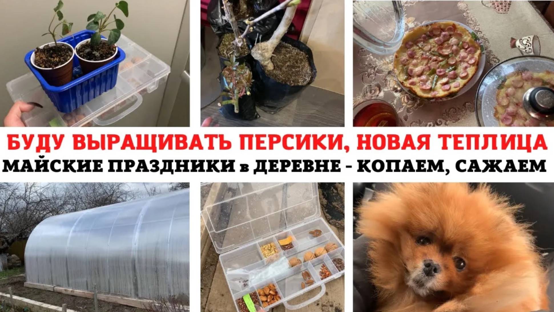 МАЙСКИЕ ПРАЗДНИКИ в ДЕРЕВНЕ ✅ НАКУПИЛА САЖЕНЦЕВ 🔥 КОПАЕМ ЗЕМЛЮ ❣️НОВАЯ ТЕПЛИЦА 😻НУЖЕН ВАШ СОВЕТ