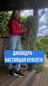 ПОСЕЙТЕ ПРЯМО СЕЙЧАС! Водопад серебристой зелени - дихондра.
