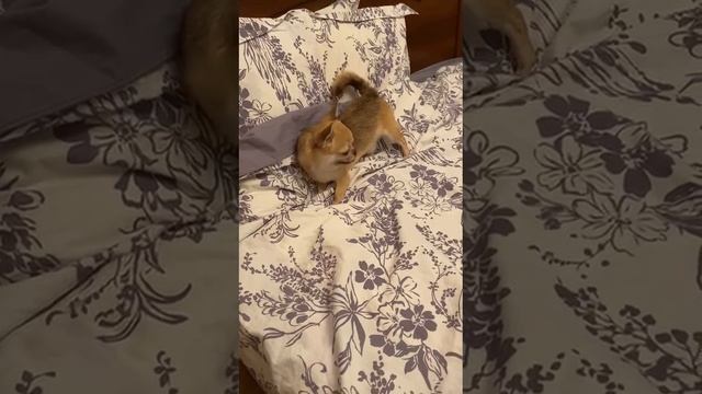 просто видео я Жорик