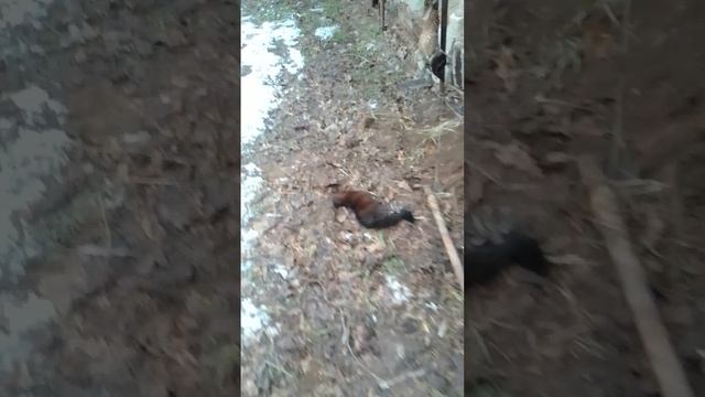 🦦Ловлю и вывожу соседу, пусть у него 🐓🐤🦃🦢🦆 не будет. Ой.ой. не успел. Похоже инсульт.....N3