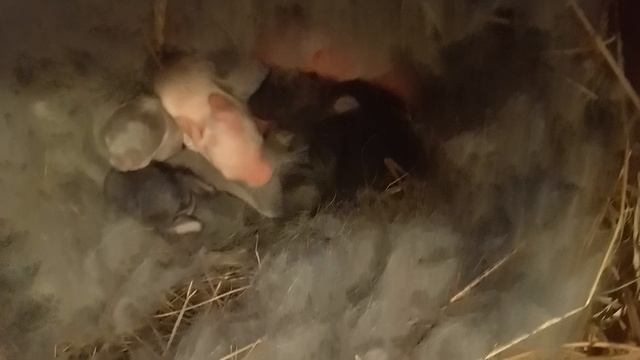 Первый окрол. Крольчатам 2-3 дня.