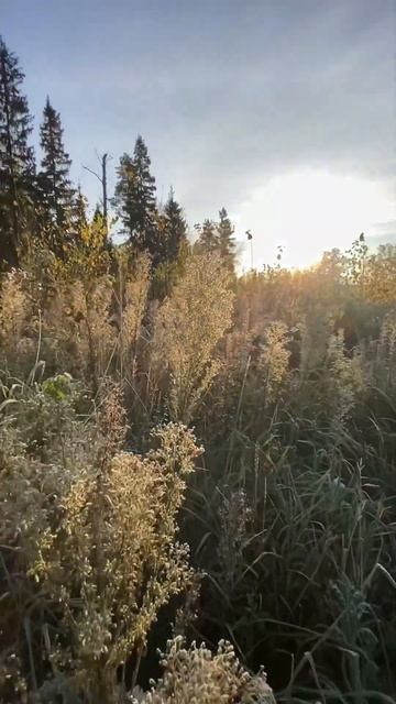 Хорошего дня