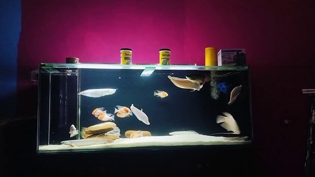 dream tank of exotic lovers 😍.   #exotic #fish#aquarium  #love #monsterfish