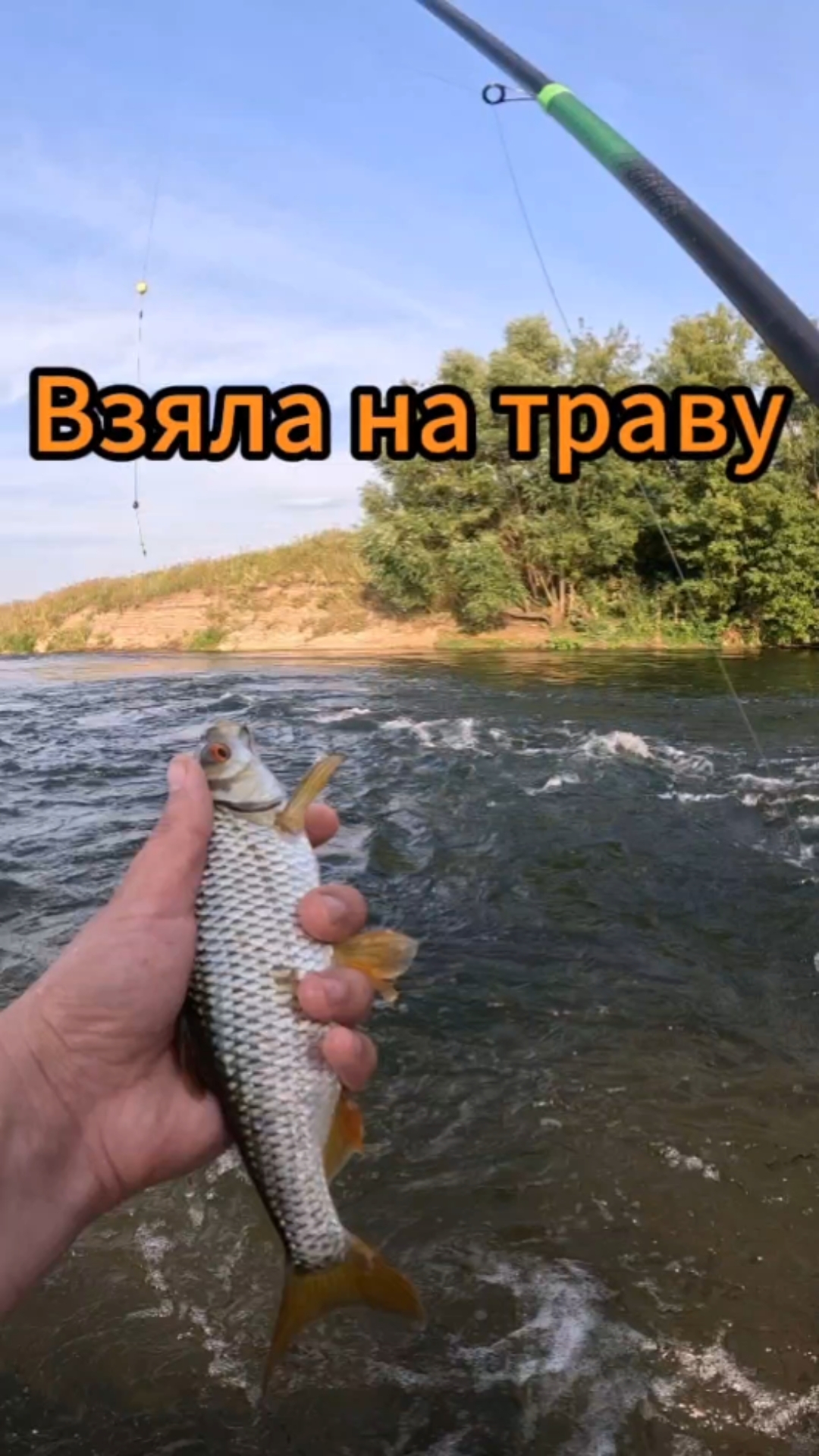 Самая лучшая приманка по белой рыбе это трава. Да, обычные водоросли которые растут на камнях