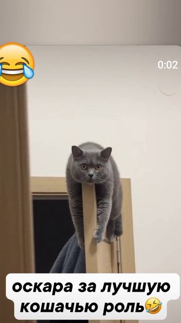 приколы с котами🐈